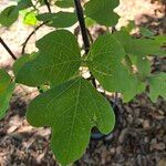 Pueraria montana Leaf
