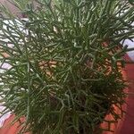 Rhipsalis clavata পাতা