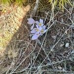 Colchicum alpinum Flor