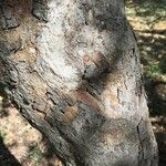 Commiphora mollis Casca