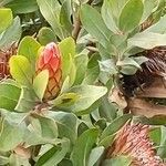 Protea caffra Flower