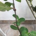 Barleria repens Corteza