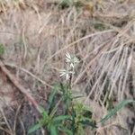 Silene tatarica Blomma