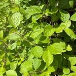 Schisandra chinensis Fulla