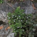 Clinopodium menthifolium Habitatea