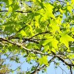 Liquidambar styracifluaLeaf