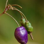 Dianella adenanthera Fruto