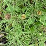 Scabiosa ochroleuca Feuille