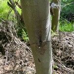 Alnus rhombifolia 樹皮