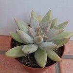 Dudleya greeneiFolha