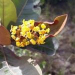 Byrsonima crassifolia Blomma