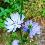 Cichorium intybusFlower