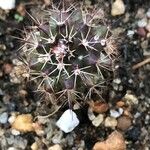 Mammillaria voburnensis 花