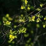 Spiraea betulifolia 葉