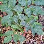 Actaea rubra Habit