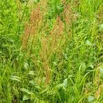 Rumex thyrsiflorusLapas