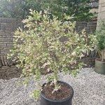 Salix integra Flower