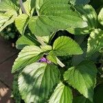 Salvia farinacea Leaf