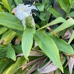 Hedychium coronarium Blatt