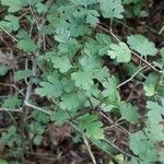 Crataegus marshallii Leaf