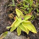 Pinguicula vulgarisBlatt