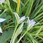 Ornithogalum divergens Flor