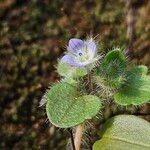 Veronica hederifolia Çiçek