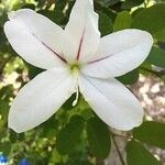 Bauhinia natalensis