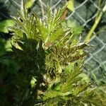 Rubus nemoralis Leaf