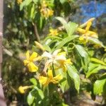 Hymenosporum flavum Flower