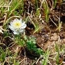 Trollius lilacinus Habit