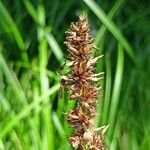 Carex vulpina Fruit