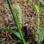 Carex distans Kukka