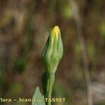 Blackstonia imperfoliata Плод