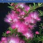 Calliandra brevipes Цветок