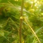 Galeopsis bifida 樹皮
