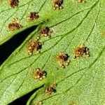 Arthropteris orientalis Feuille