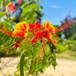 Caesalpinia pulcherrimaFloare