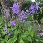 Campanula rapunculoidesЦветок