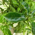 Pittosporum senacia Leht