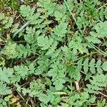 Erodium acaule Leaf