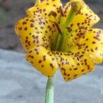 Lilium columbianum Blüte