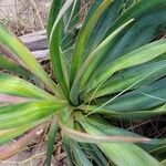 Yucca pallida Hoja