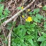 Hieracium murorum आदत