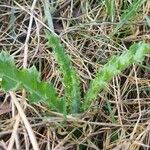 Cirsium filipendulum Leaf