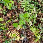 Mikania scandens Costuma