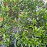 Syzygium jambos Frunză