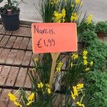 Narcissus × compressus Leaf