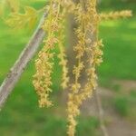 Quercus palustris Vili