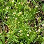 Conyza canadensis Цвят